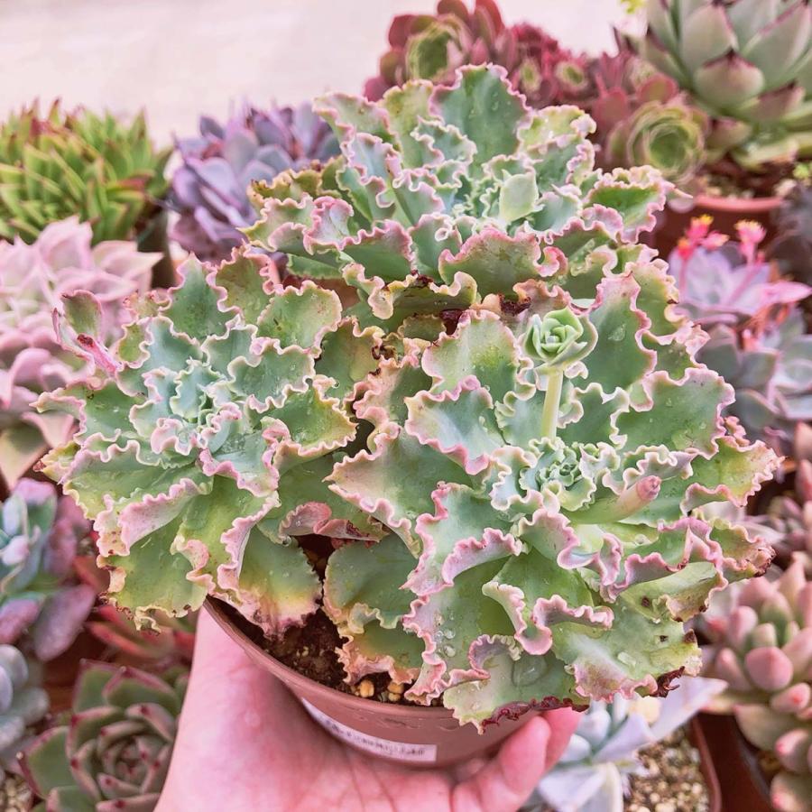 多肉植物 Blue Fox 3~5頭 特大群生 るる農園 12センチポット : るる
