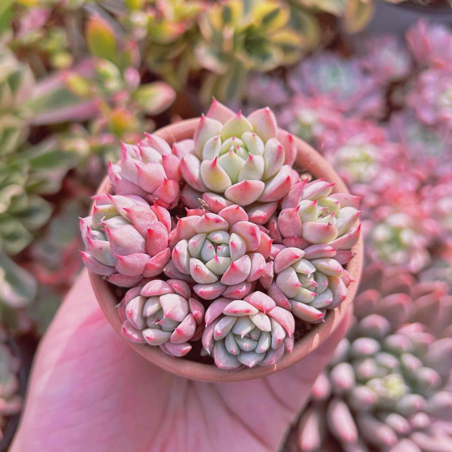 多肉植物 ピンクブルーズ 群生 るる農園 Taniku るる農園 通販 Yahoo ショッピング