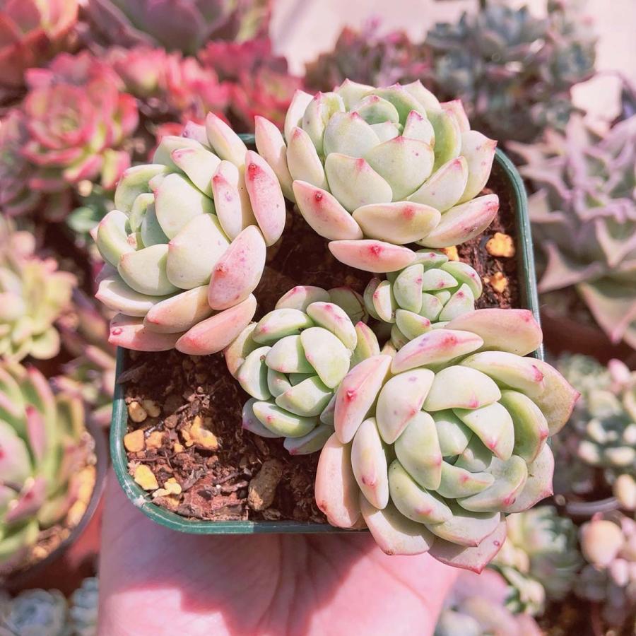 444円 マーケット 多肉植物 バニラビス 3 5頭 大群生 るる農園