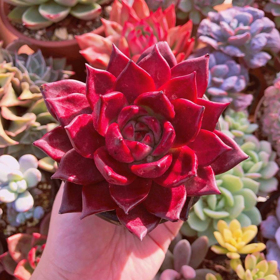 多肉植物 ロメオルビン 特大苗 るる農園 : るる農園 - 通販 - Yahoo