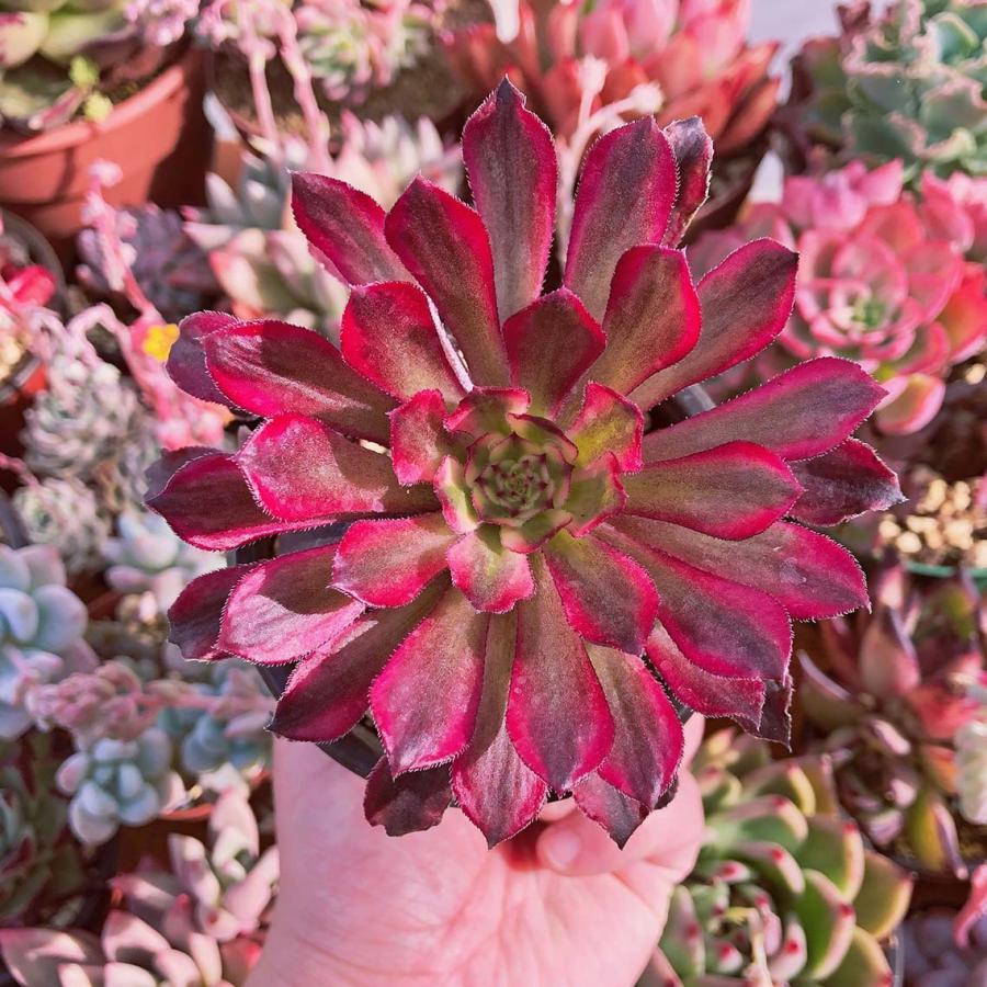 新入荷 多肉植物 マリド錦 大苗 るる農園 : るる農園 - 通販 - Yahoo