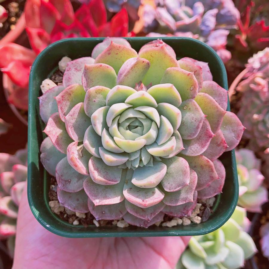 多肉植物 エケベリア ワインホール 9センチ鉢 るる農園 : るる 多肉植物 エケベリア ワインホール 9センチ鉢 るる農園 : るる