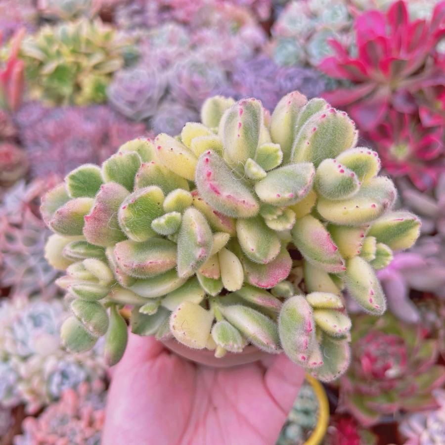 多肉植物 熊童子白錦 大群生 るる農園 : るる農園 - 通販 - Yahoo 