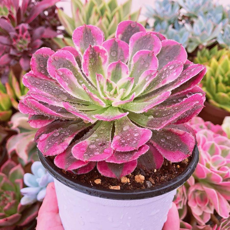 新入荷 超レア 多肉植物 ブラックチェリー るる農園 10センチ