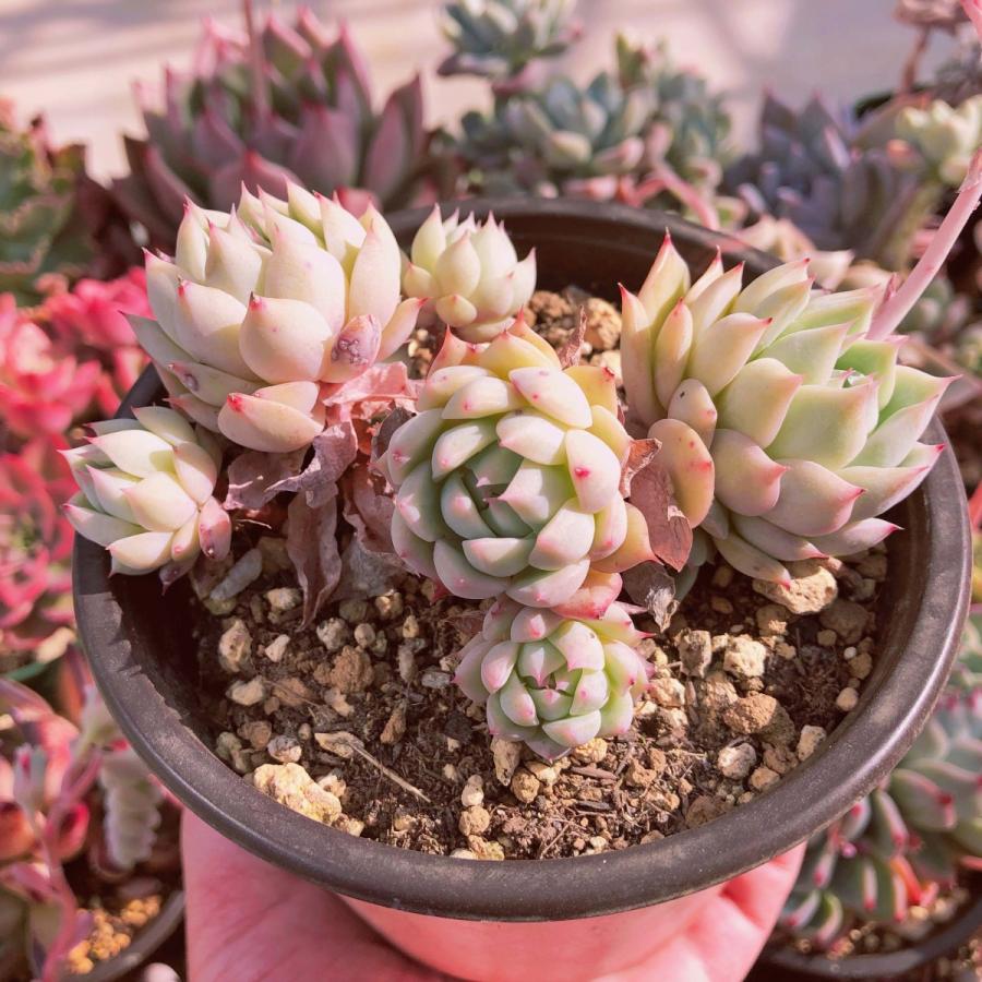 新入荷 多肉植物 ピンクティッピー 3〜6頭 群生 るる農園 小傷あり