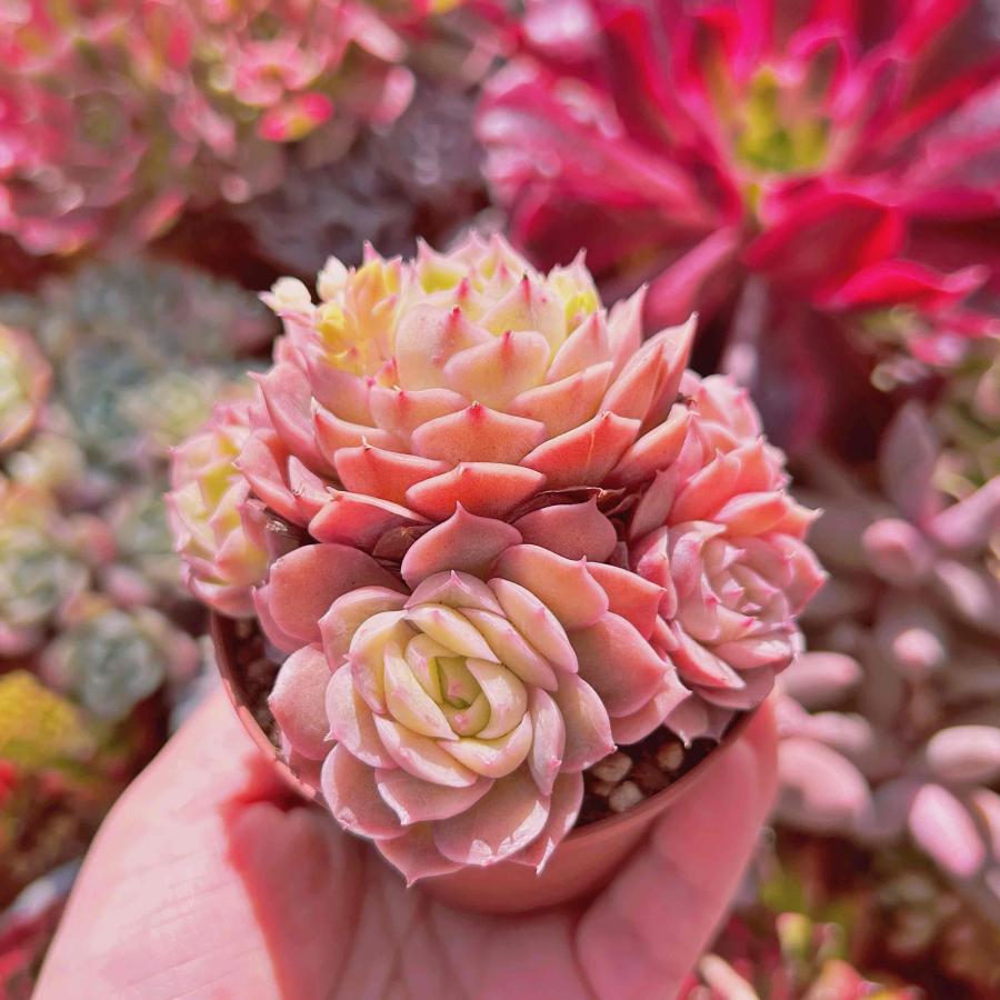 onslow 大 (韓国苗) taniku-verve_10920