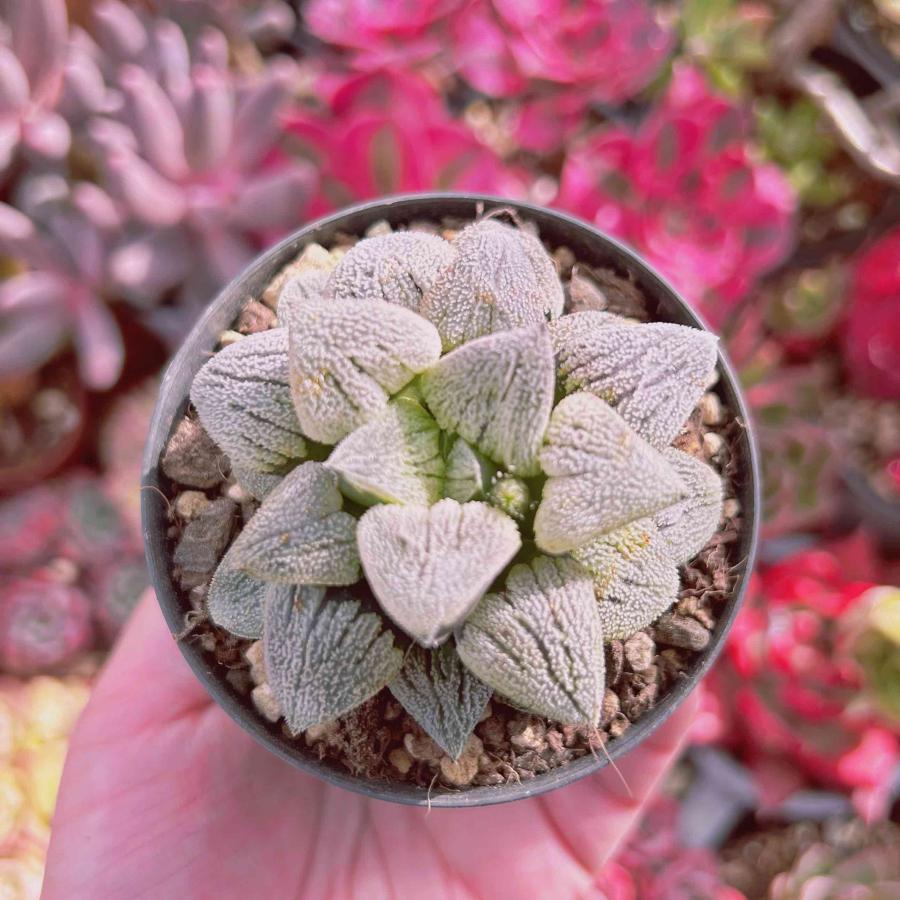 多肉植物 Haworthia 雪の里 るる農園 : るる農園 - 通販 - Yahoo