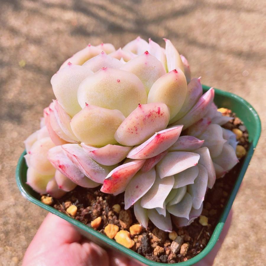 多肉植物 メキシコローズ 群生 るる農園 : るる農園 - 通販 - Yahoo
