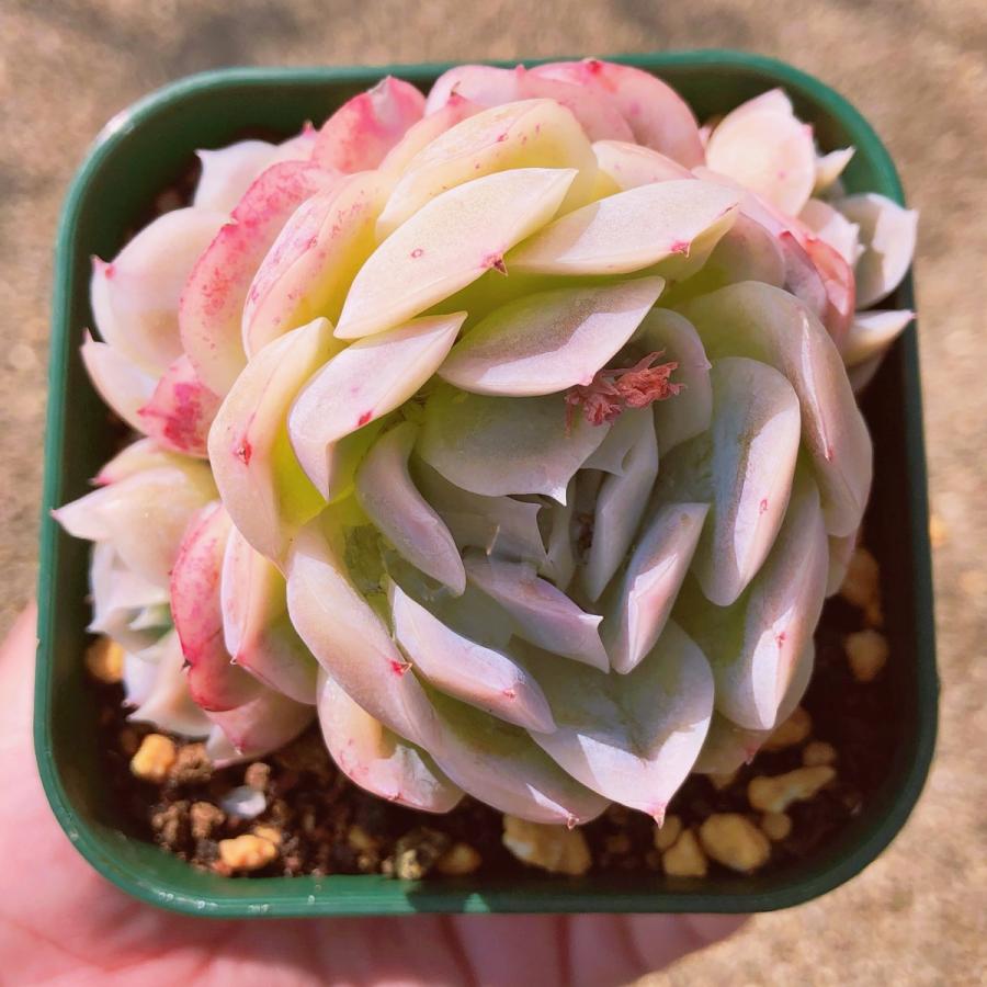 多肉植物 メキシコローズ 群生 るる農園 : るる農園 - 通販 - Yahoo