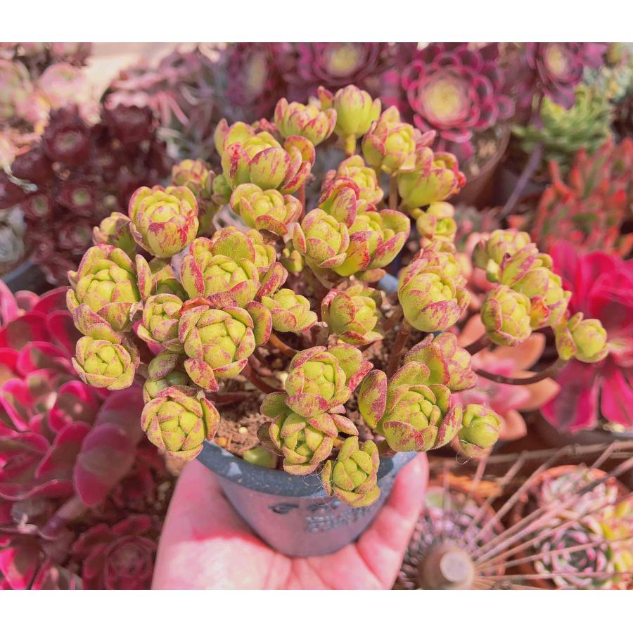 多肉植物 little fox 特大群生 るる農園 : るる農園 - 通販 多肉植物 little fox 特大群生 るる農園 : るる農園 - 通販