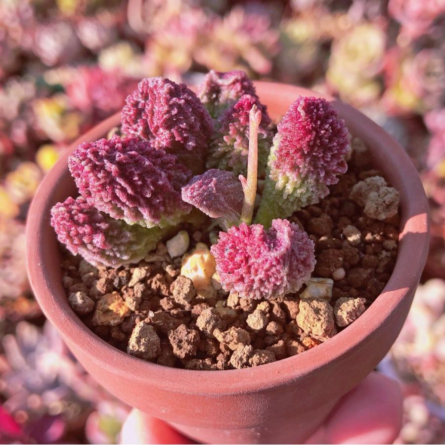 多肉植物 アドロミスクス Adromischus herrei るる農園 : るる農園 