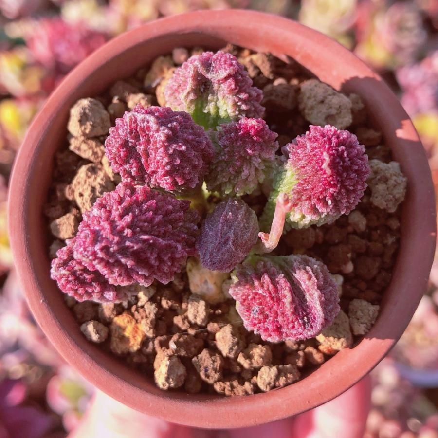 多肉植物アドロミスクス　多数　作家鉢寄せ植え28鉢ほど 多肉植物 アドロミスクス Adromischus herrei るる農園 : るる農園