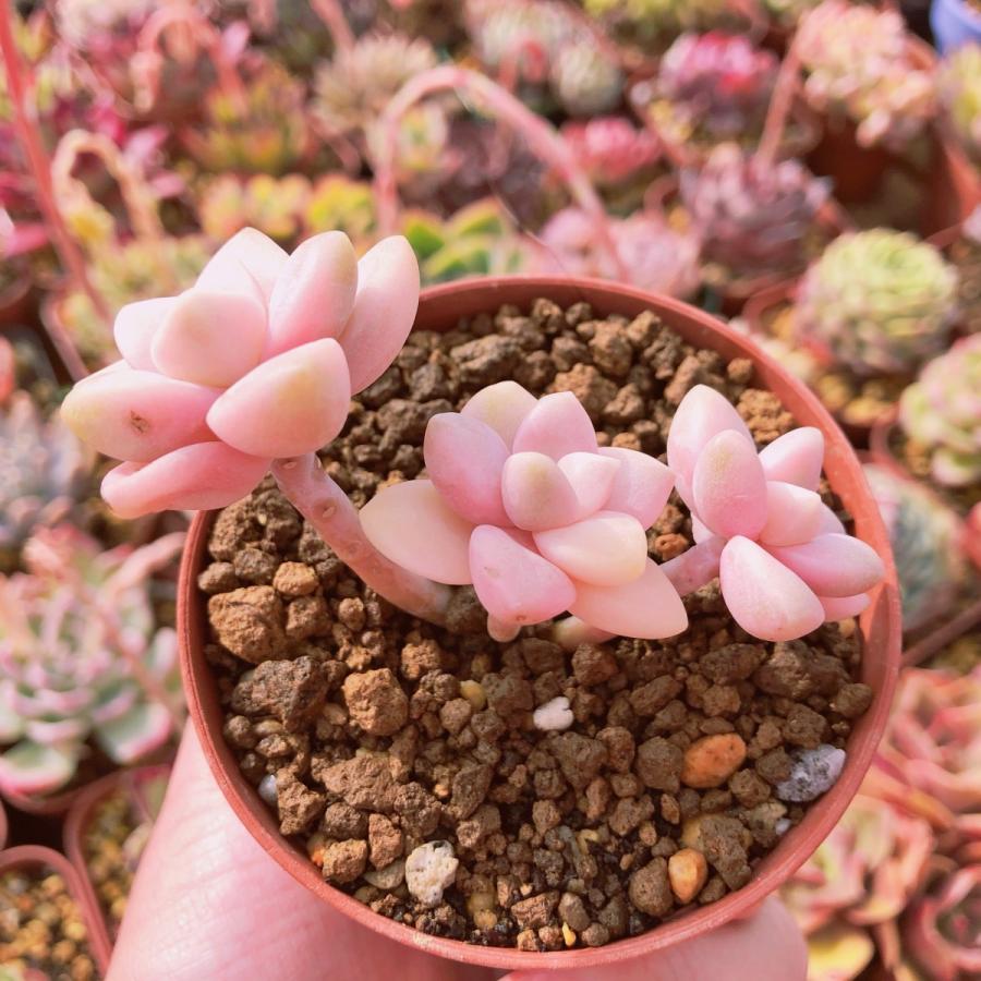 カット苗✨ピンク紅頬美人錦❤️ 多肉植物 ピンク杏子美人錦 群生 るる農園 : るる農園 - 通販 - Yahoo