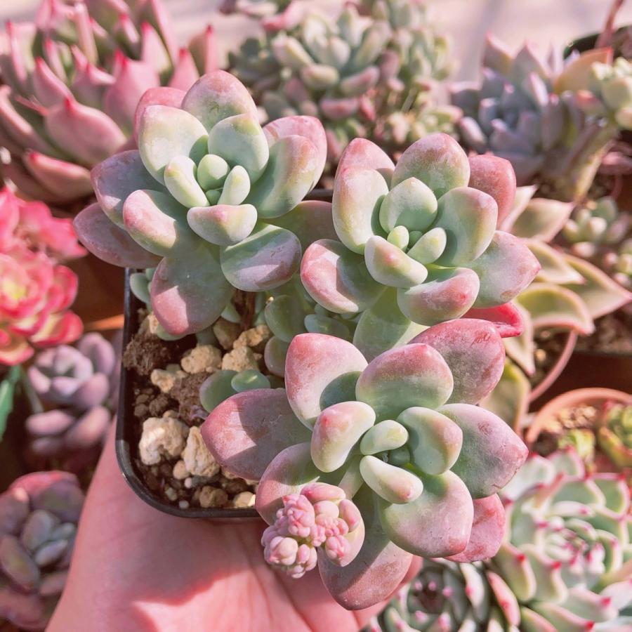 多肉植物 洛神 3〜5頭 群生 るる農園 : るる農園 - 通販 - Yahoo