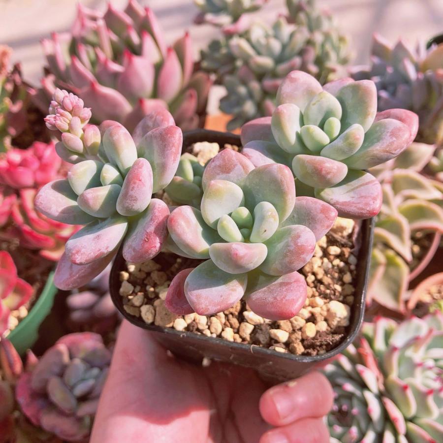 多肉植物 洛神 3〜5頭 群生 るる農園 : るる農園 - 通販 - Yahoo