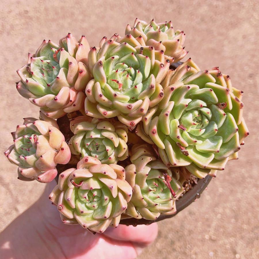 沙羅姫牡丹 大群生株 【公式通販】