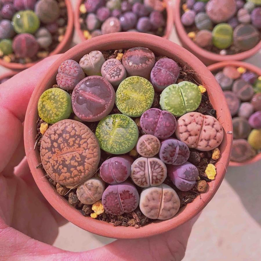 多肉植物 メセンセット（15~20苗） : るる農園 - 通販 - Yahoo