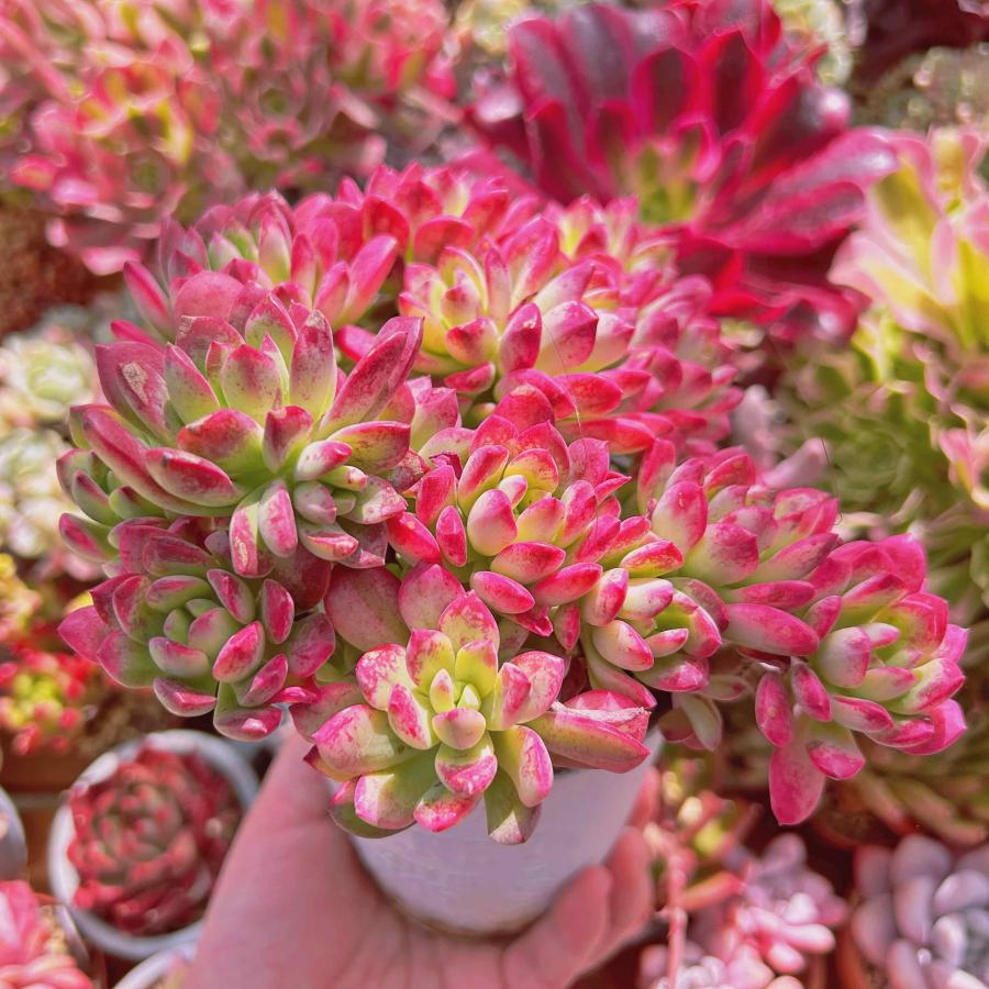 多肉植物 ミニベル錦 特大 るる農園 : るる農園 - 通販 - Yahoo 多肉植物 ミニベル錦 特大 るる農園 : るる農園 - 通販 - Yahoo
