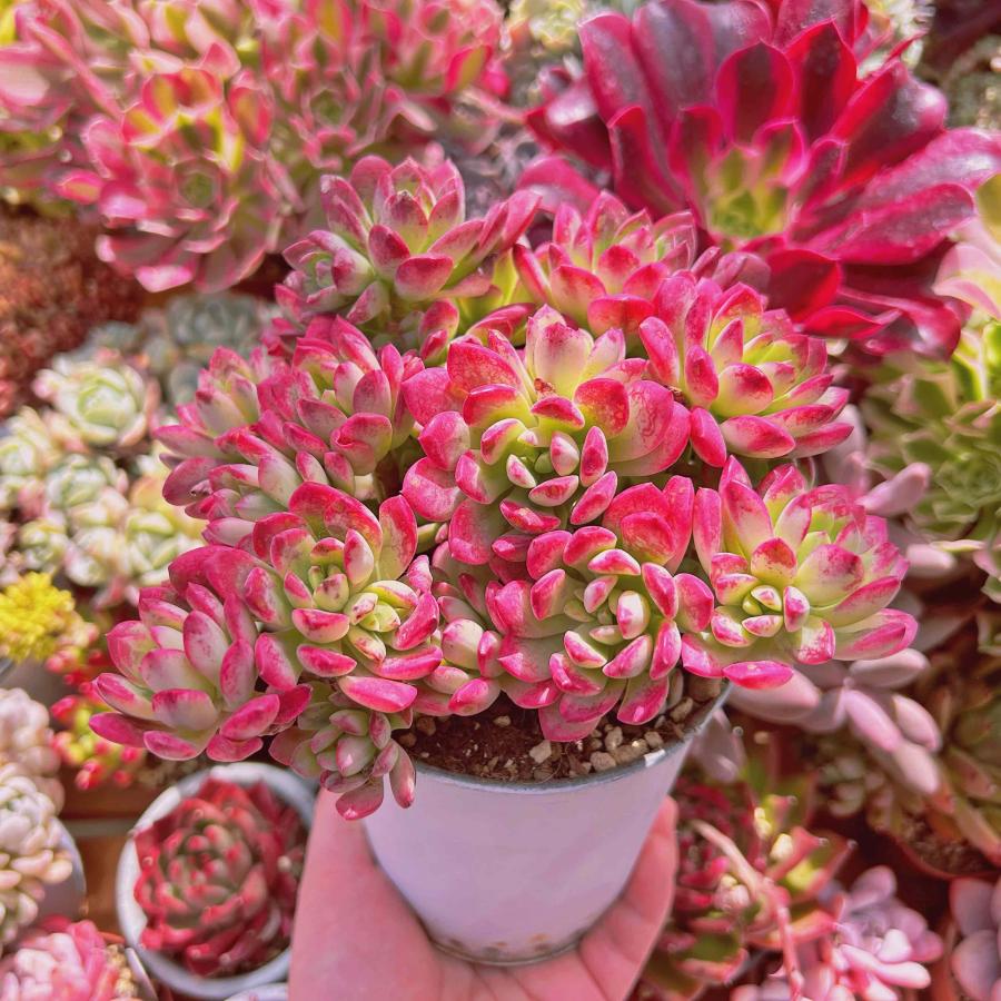 多肉植物 ミニベル錦 特大 るる農園 : るる農園 - 通販 - Yahoo 多肉植物 ミニベル錦 特大 るる農園 : るる農園 - 通販 - Yahoo