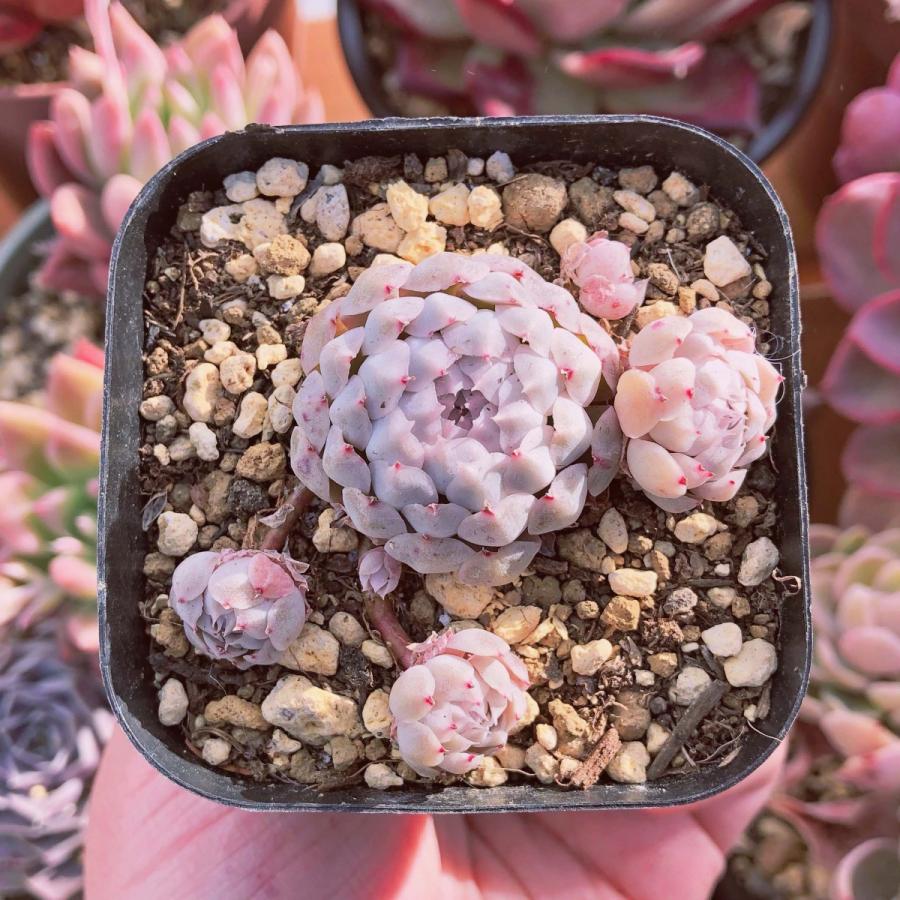 Top【選抜株】多肉植物 25481ダッチ ローズ 12個 鉢無し/脱土 【公式通販】