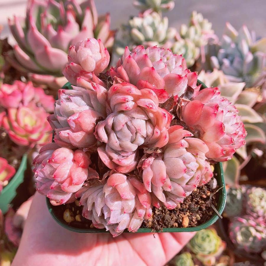 多肉植物 バイオレットクィーン 5〜8頭 群生 るる農園 : るる農園