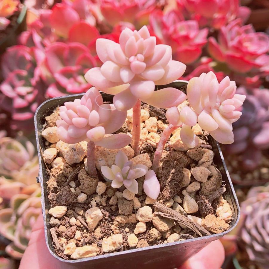 多肉植物 ミリナエ錦 るる農園 : るる農園 - 通販 - Yahoo!ショッピング