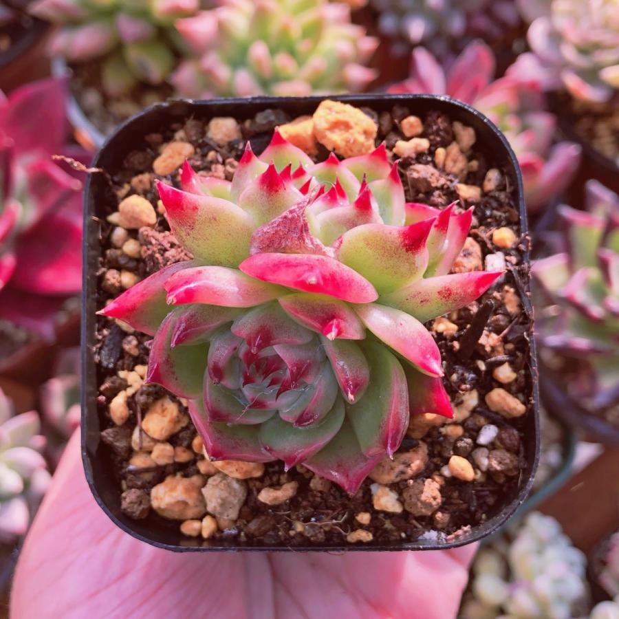 多肉植物 水蜜桃 2頭群生 : るる農園 - 通販 - Yahoo!ショッピング