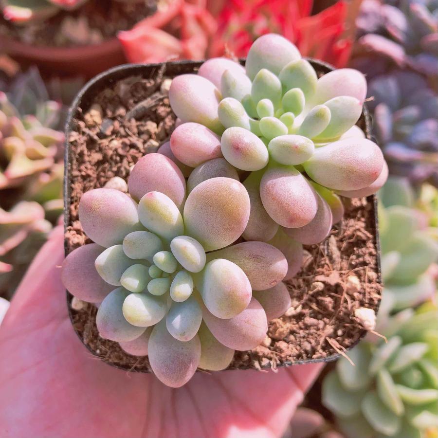 多肉植物 Daphne ２ ３頭 群生 るる農園 Taniku るる農園 通販 Yahoo ショッピング