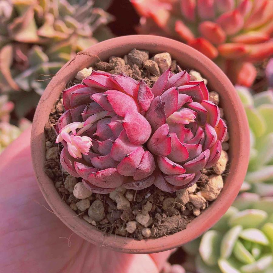 多肉植物　エケベリア　赤爪ザラゴーサ錦　モンスト斑入り 多肉図鑑】赤爪ザラゴーサ（エケベリア属）