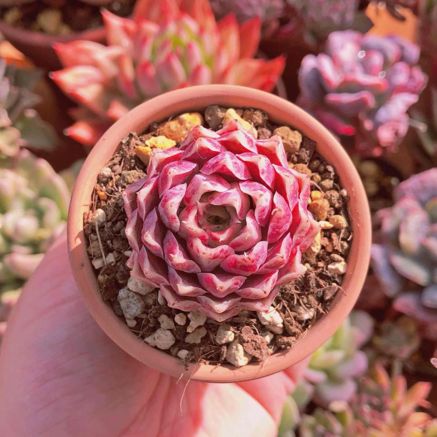 多肉植物 紫鴛 るる農園 : るる農園 - 通販 - Yahoo!ショッピング