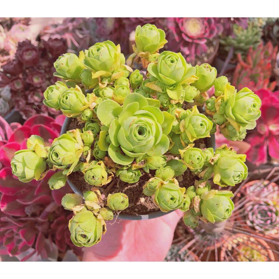 Top【選抜株】多肉植物 24024グリーノビア錦 54個 鉢無し/脱土 Top