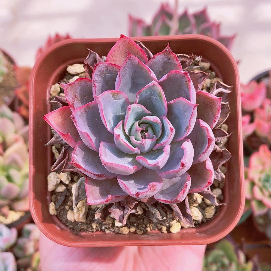 新入荷 多肉植物 ヘラ るる農園 : るる農園 - 通販 - Yahoo!ショッピング