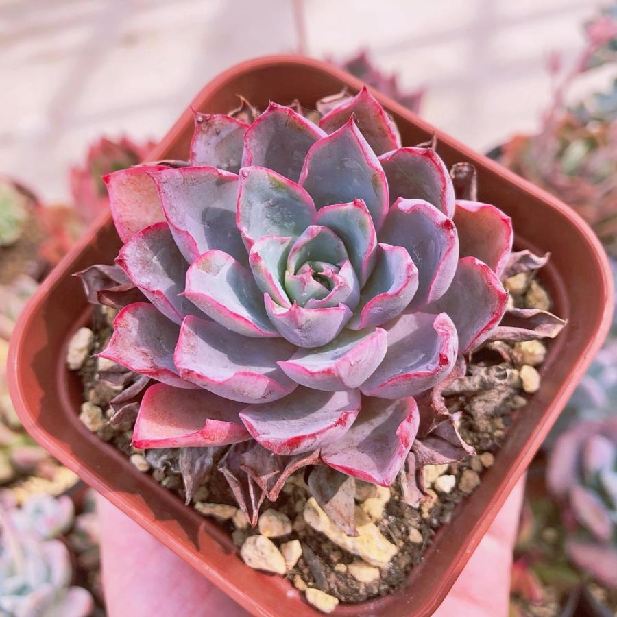 新入荷 多肉植物 ヘラ るる農園 : るる農園 - 通販 - Yahoo!ショッピング