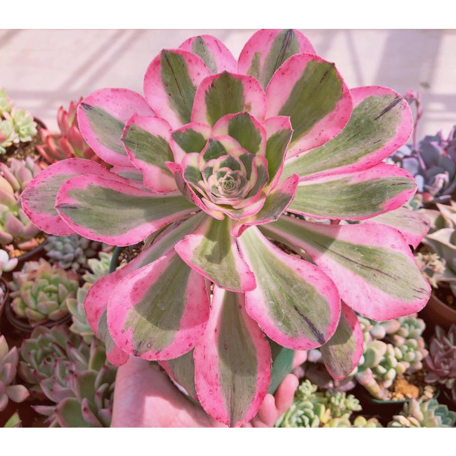 多肉植物 燕姿錦 特大苗 るる農園 : るる農園 - 通販 - Yahoo!ショッピング