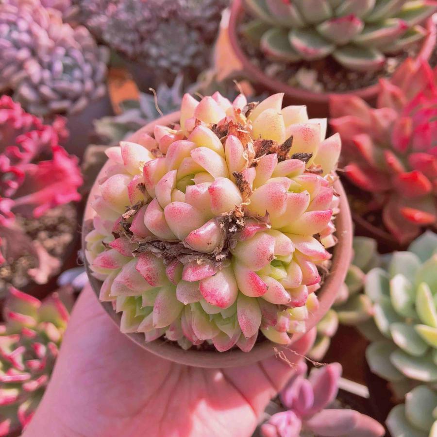 多肉植物 ピンクファイア 5〜8頭 大群生 るる農園 : るる農園 - 通販