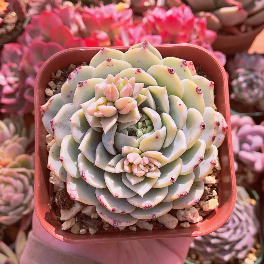 多肉植物 ミルクティー るる農園 : るる農園 - 通販 - Yahoo!ショッピング