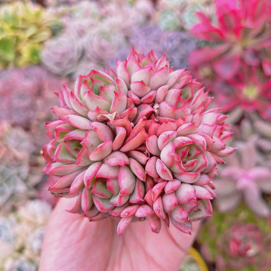 多肉植物 ムーンストーン♡リコちゃん専用