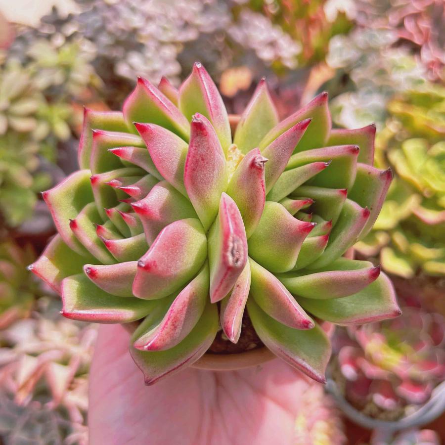多肉植物 エケベリア ブルードラゴン 2頭 大群生 るる農園 : るる農園 