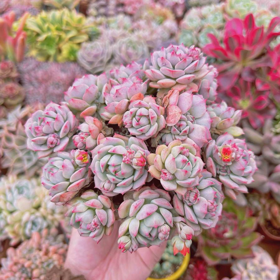 多肉植物 新品種 桜花 10頭以上 特大 るる農園 : るる農園 多肉植物 新品種 桜花 10頭以上 特大 るる農園 : るる農園