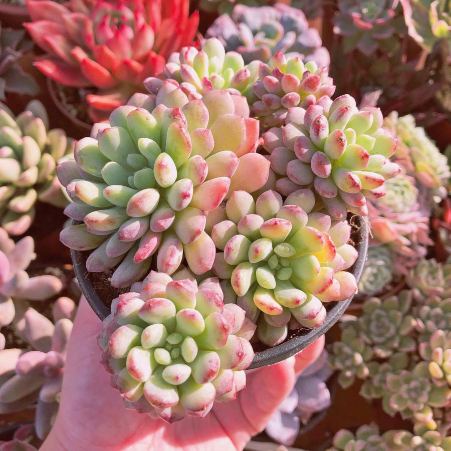 多肉植物 レッドエッグ 5〜8頭 特大群生 るる農園 : るる農園 - 通販