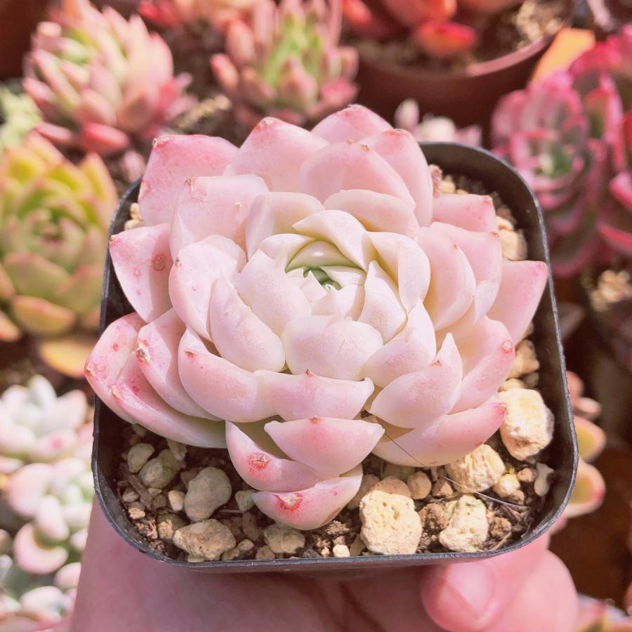 多肉植物 ピンクヒューミリス るる農園 : るる農園 - 通販 多肉植物 ピンクヒューミリス るる農園 : るる農園 - 通販