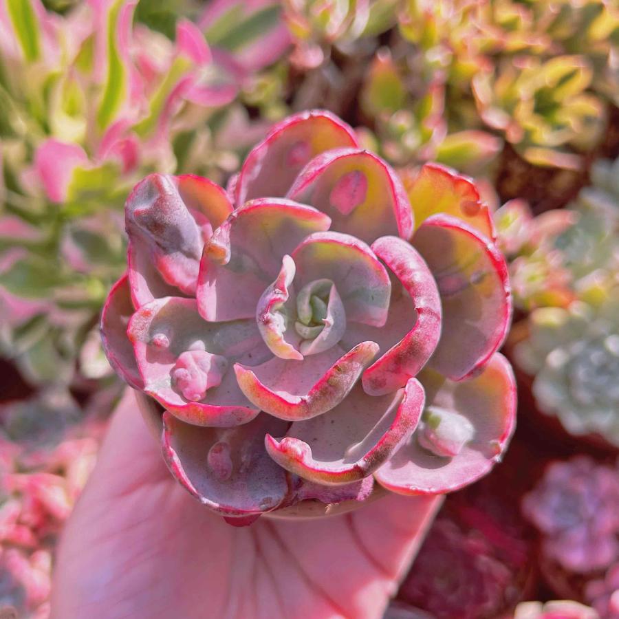 多肉植物 ビヨンセ虹錦 大苗 るる農園 : るる農園 - 通販 - Yahoo