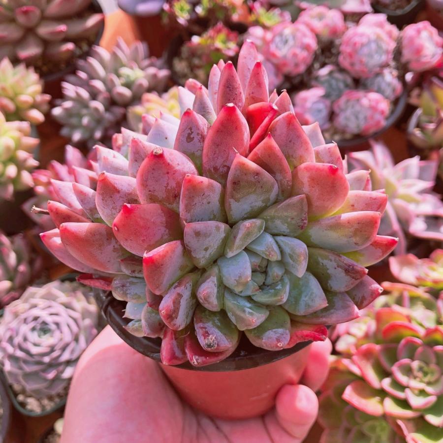 アルバビューティー　大群生 多肉植物 アルバビューティ 2~3頭群生 特大 : るる農園 - 通販