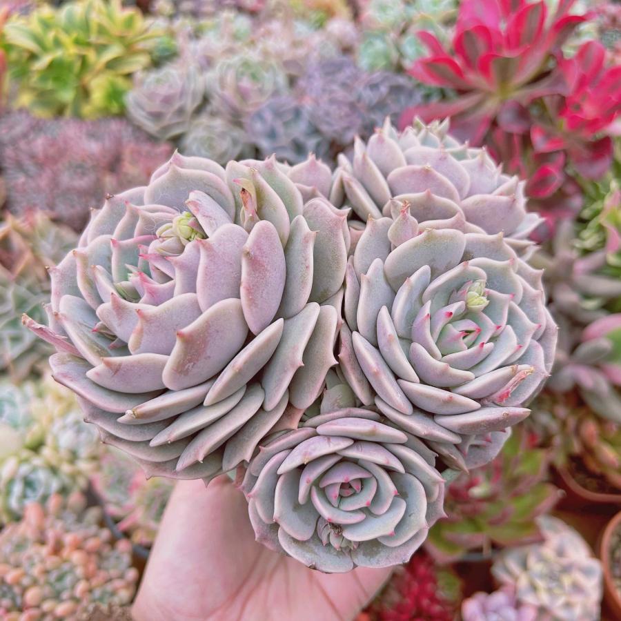 多肉植物 ローラ 4〜6頭 特大 るる農園 : るる農園 - 通販 - Yahoo