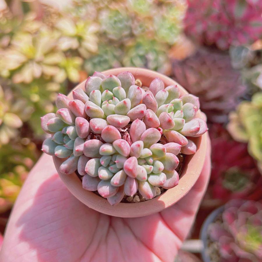 中型ロゼット型多肉植物 ピンク*3 春の多肉祭り！店長厳選の多肉植物ラインナップを大公開！【BASE