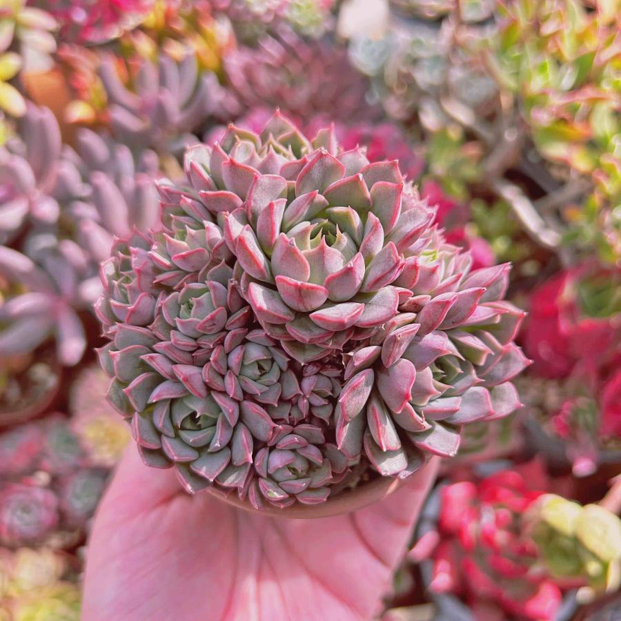 多肉植物 ダイアナ 大群生 8頭以上 るる農園 : るる農園 - 通販 