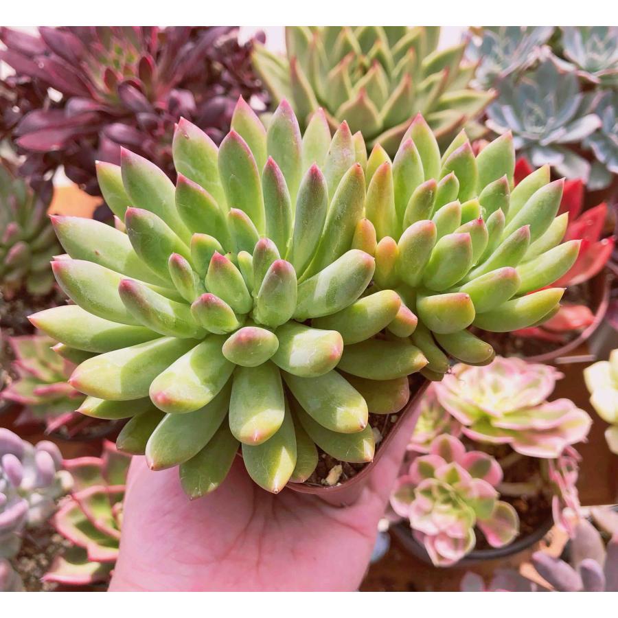 高級 多肉植物 氷心 特大群生 2~3頭 るる農園 10センチ鉢 www.monseletjardin.ca 高級 多肉植物 氷心 特大群生 2~3頭 るる農園 10センチ鉢 www.monseletjardin.ca