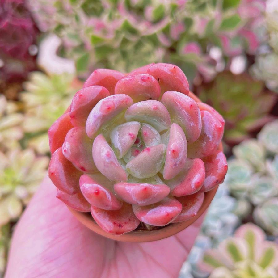 多肉植物 ピンクストーン るる農園 Taniku るる農園 通販 Yahoo ショッピング