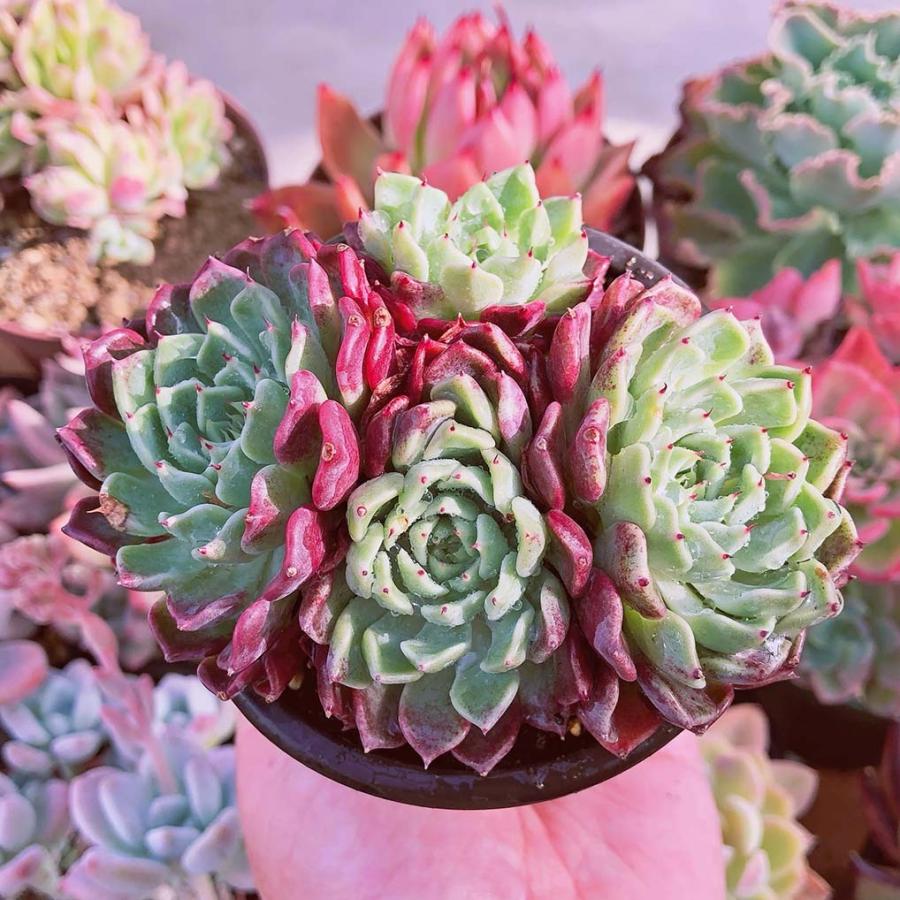 多肉植物☆沙羅姫牡丹♪多頭