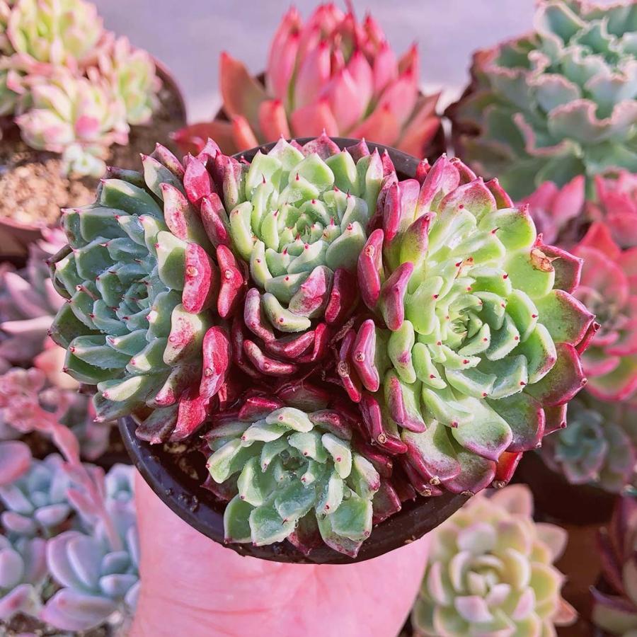 多肉植物 沙羅姫牡丹 3〜5頭群生 るる農園 |ruruplant-store|03